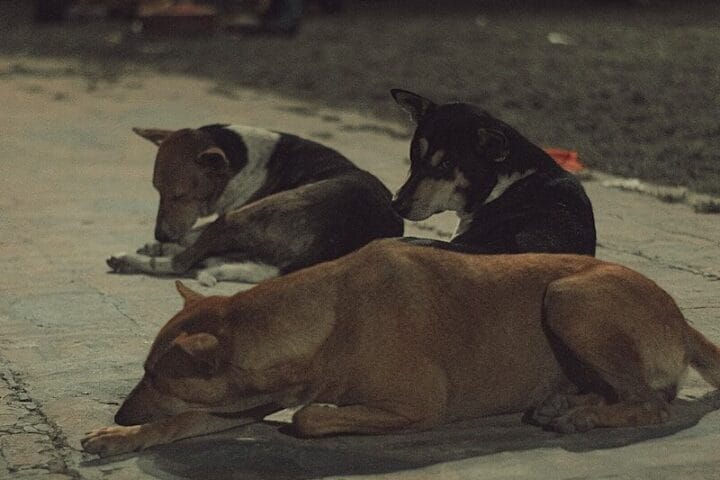Ağızlıksız ve Tasmasız Köpek Gezdirmek Suç mu? Köpek Isırması Sonucu Ceza ve Tazminat Davaları