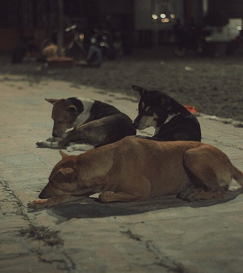 tasmasız köpek gezdirme